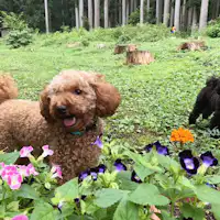 สามารถเล่นที่สวนหลังบ้านได้