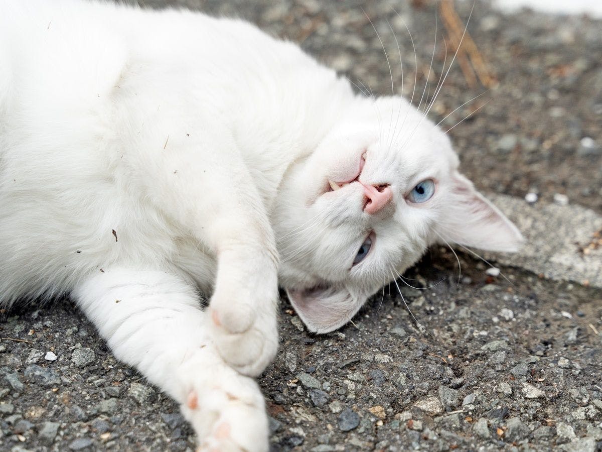 *【แมวประจำร้าน】'ชิโรเบ'