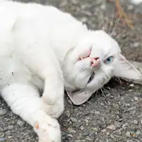 *【แมวประจำร้าน】'ชิโรเบ'