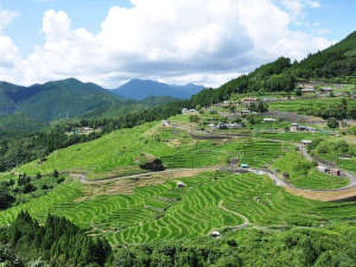 丸山千枚田　夏