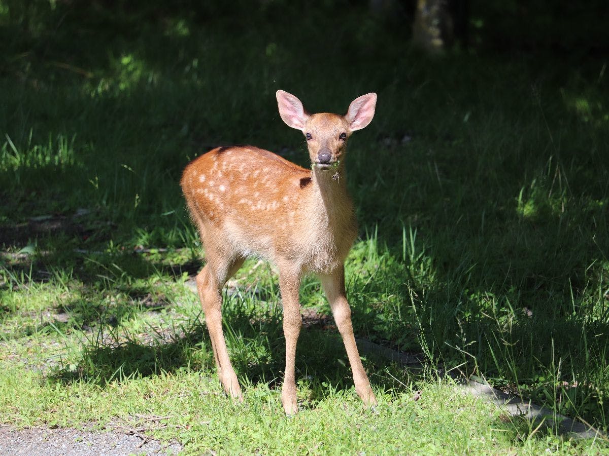 山中湖ペンションブルーリボン の宿泊プラン 予約 Yahoo トラベル