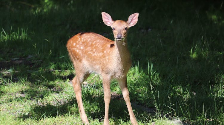 山中湖ペンションブルーリボン の宿泊プラン 予約 Yahoo トラベル 山中湖ペンションブルーリボン の宿泊プラン 予約 Yahoo トラベル