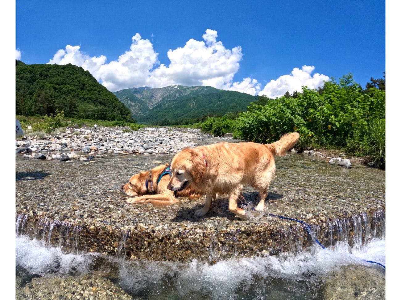 애완견과 강에서 놀기