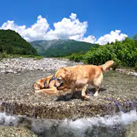 애완견과 강에서 놀기