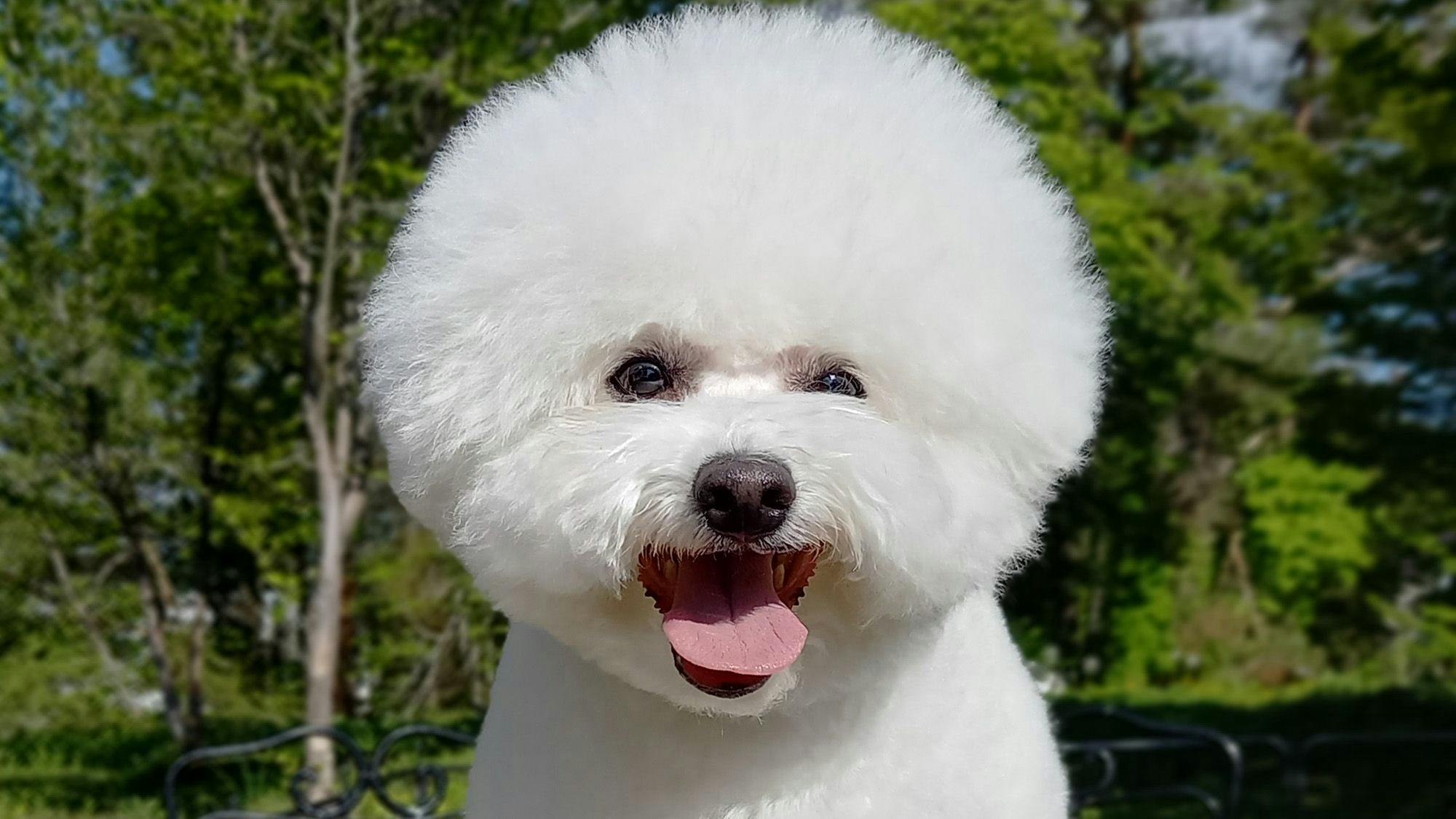 Anjing Bichon Frise bernama Rea.