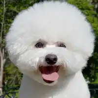 Anjing Bichon Frise bernama Rea.