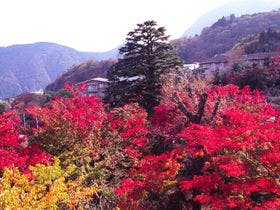 箱根強羅温泉　コージーイン 箱根の山