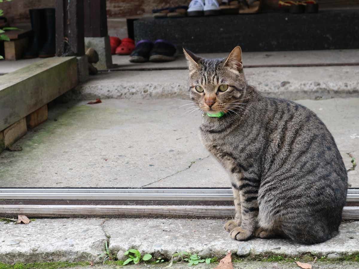 แมวป้าย