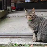 แมวป้าย