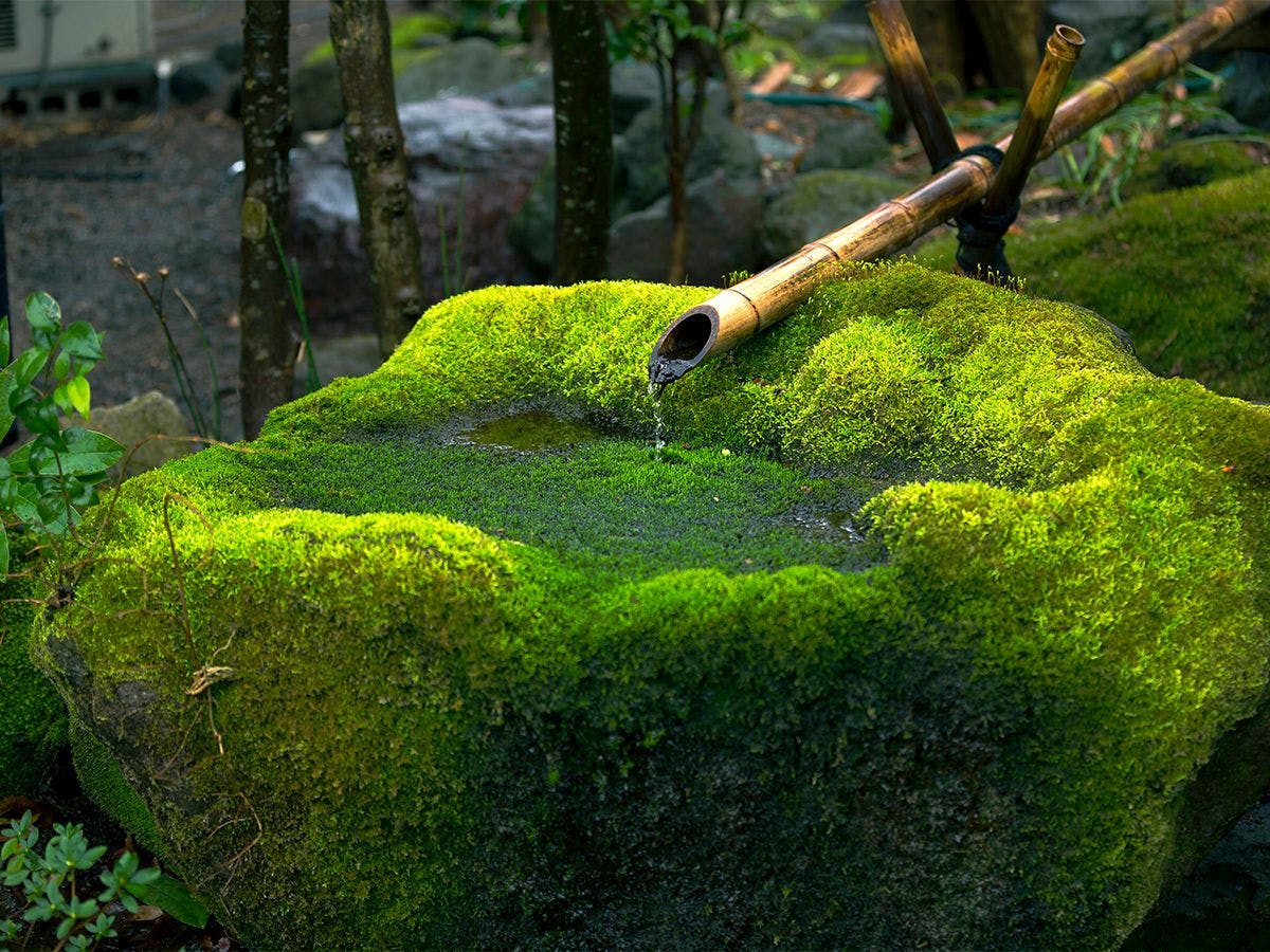 Suasana alami dan harmoni memberikan ketenangan pada hati.