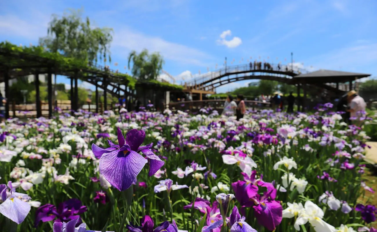 Pesta Bunga Iris Itako Suigo