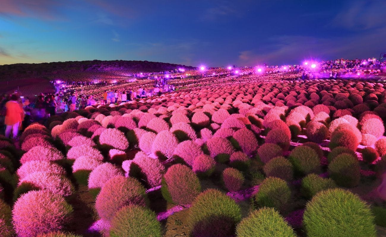 히타치 해변공원 / 초록 코키아 라이트업