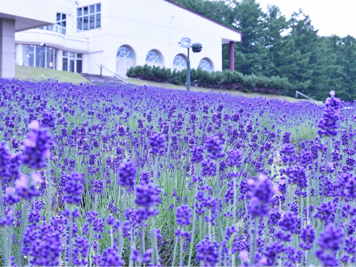 Highland Furano