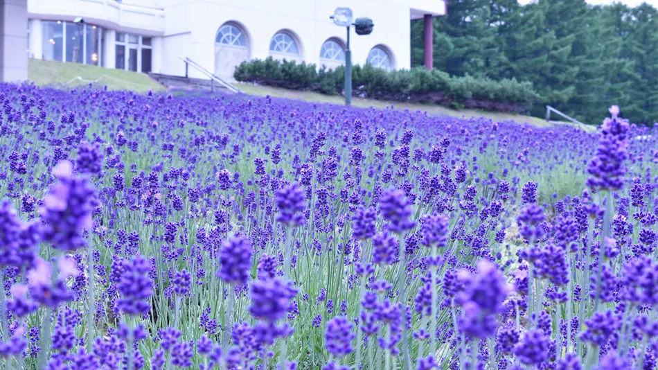 Highland Furano