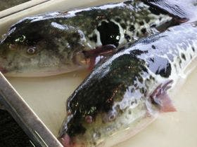 ホテル魚半日吉苑