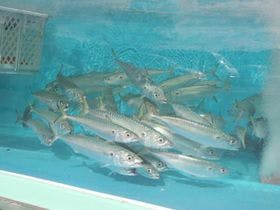 浜の漁師居酒屋／活魚の宿　こちら丸特漁業部　