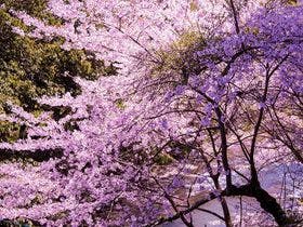 榊原温泉　旅館　清少納言