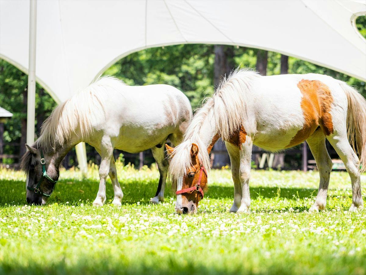 Tokachi Nakasatsunai Glamping Resort Ferien Dorf