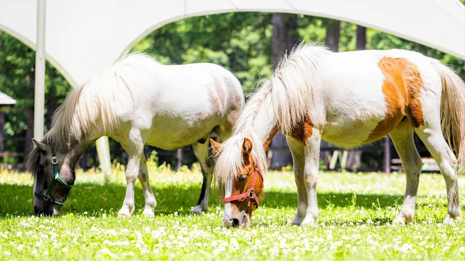 Tokachi Nakasatsunai Glamping Resort Ferien Dorf