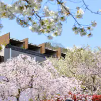 ซากุระเทย์ที่โอบล้อมด้วยดอกซากุระ