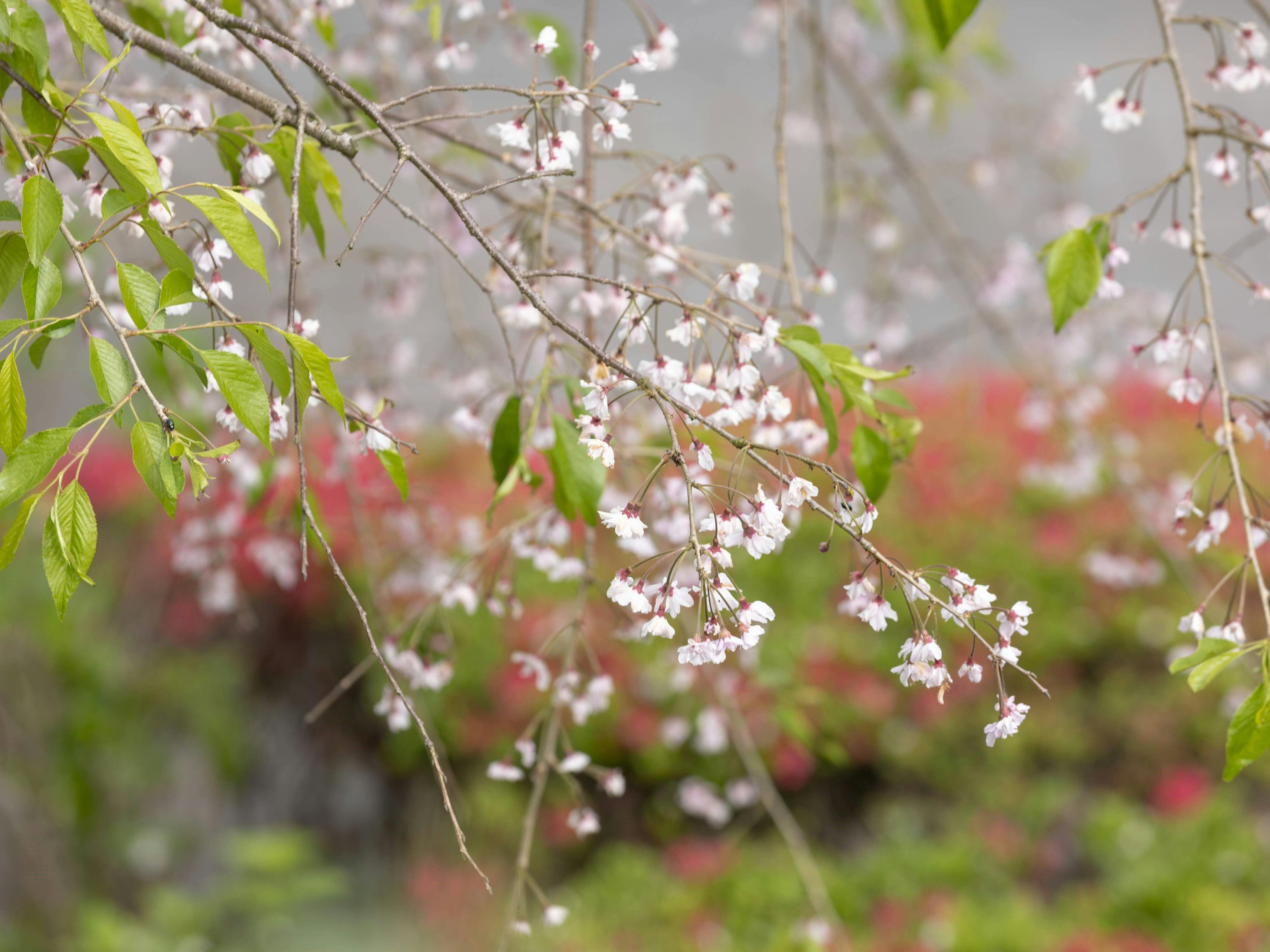 Zekkeino Yado Sakura-tei