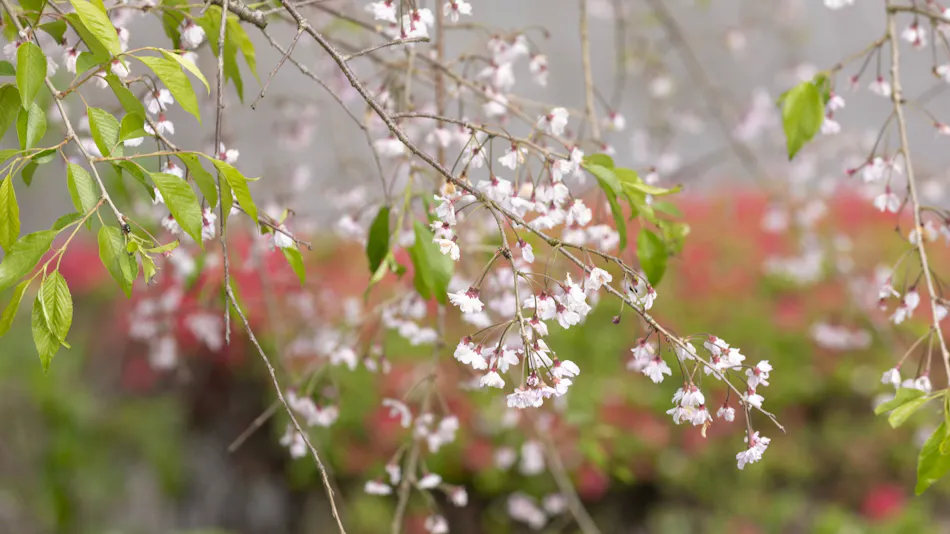 Zekkeino Yado Sakura-tei