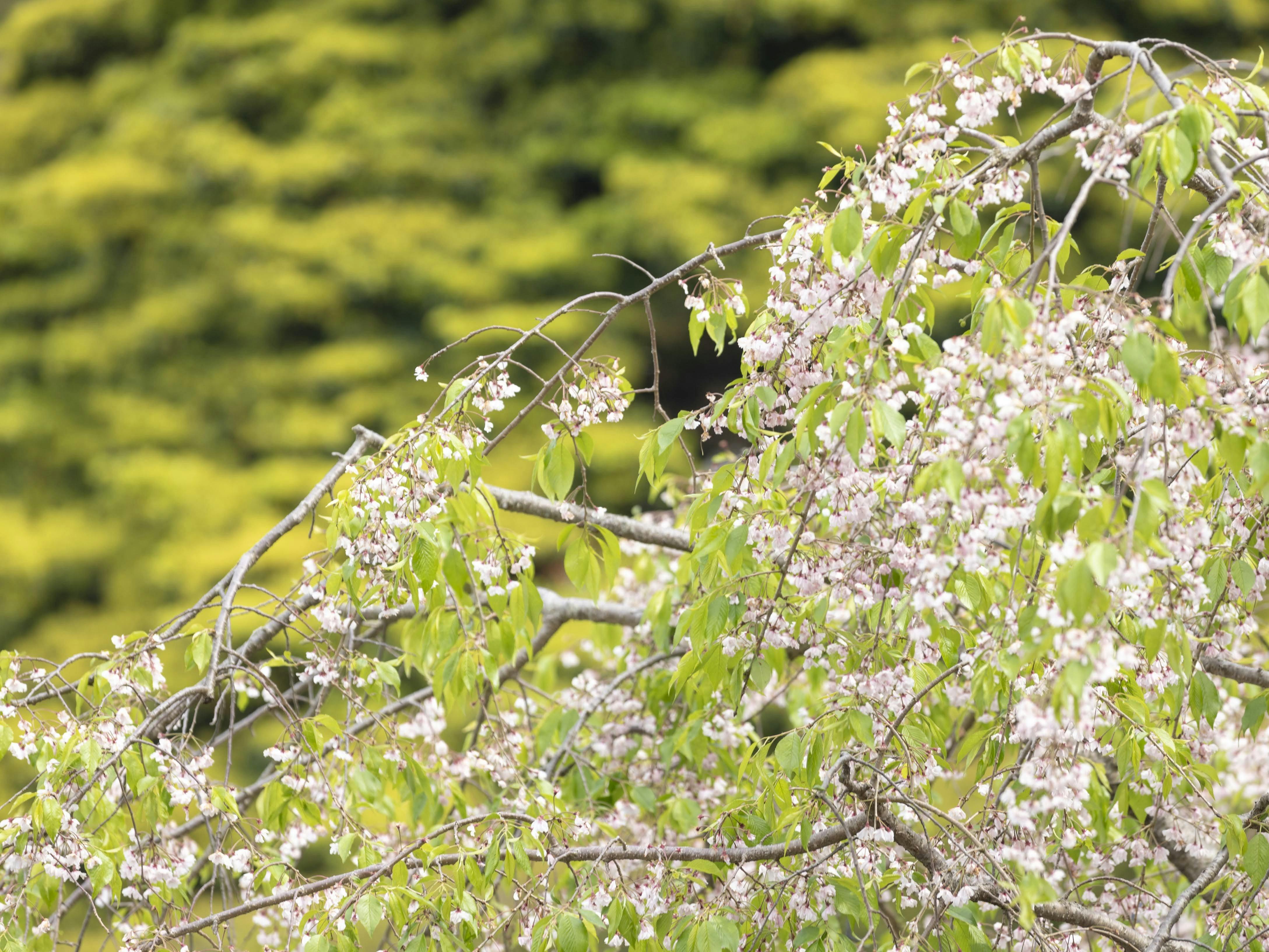 Zekkeino Yado Sakura-tei