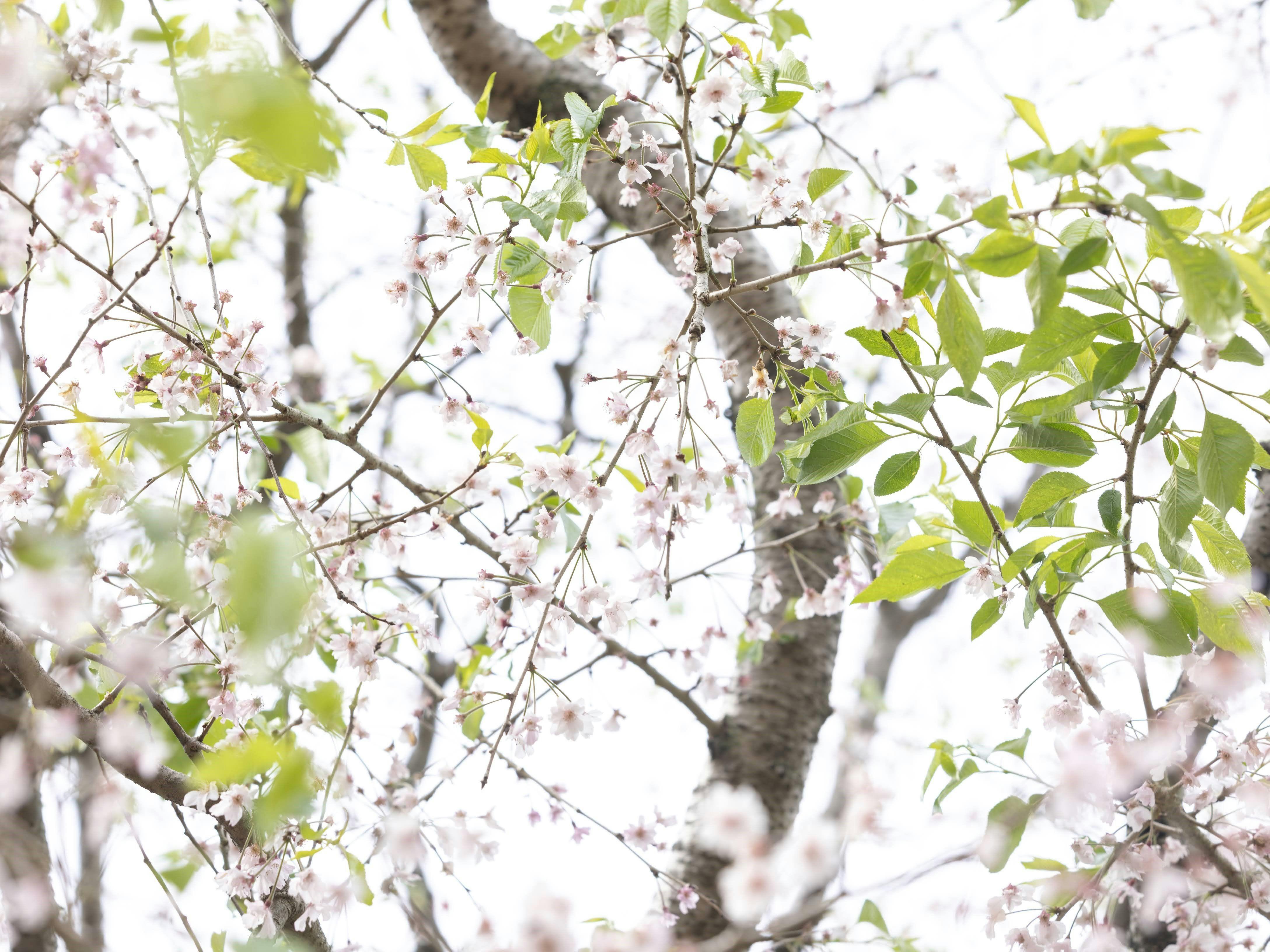 Zekkeino Yado Sakura-tei