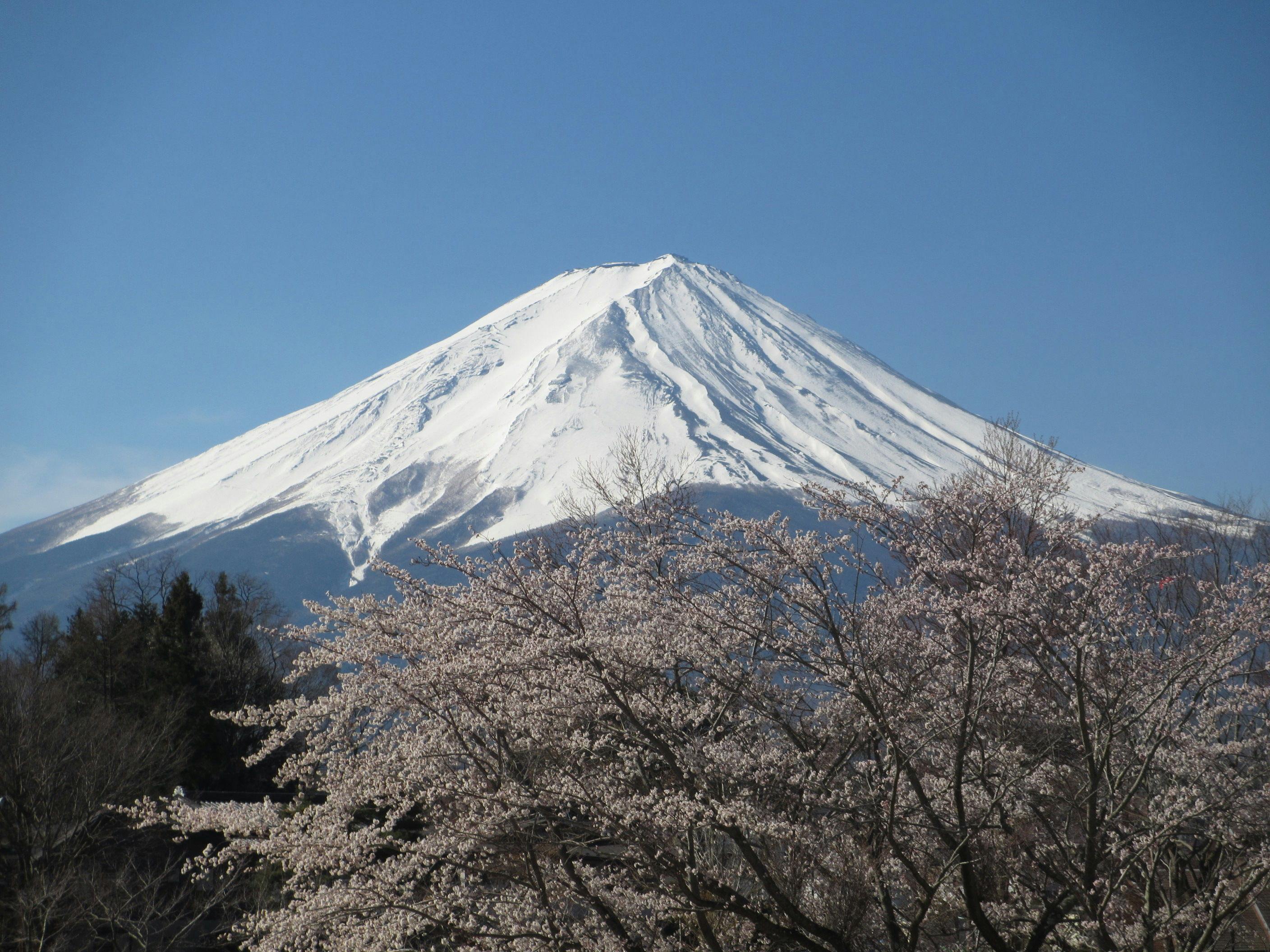 ภูเขาไฟฟูจิและดอกซากุระ【16 เมษายน 2019】