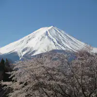 ภูเขาไฟฟูจิและดอกซากุระ【16 เมษายน 2019】