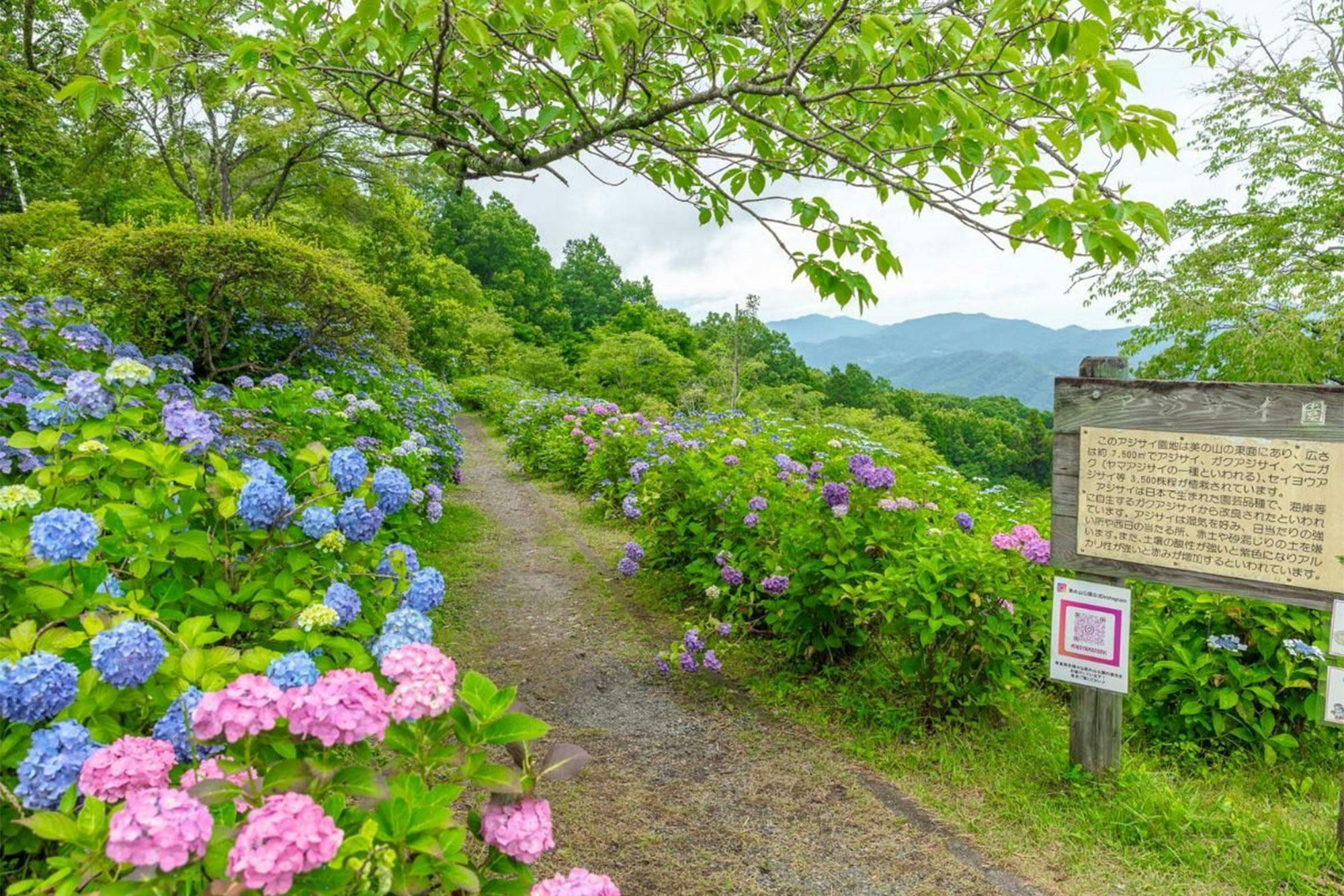 ดอกไฮเดรนเยียประมาณ 4,000 ต้นจะประดับภูเขาให้สวยงาม