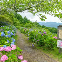 ดอกไฮเดรนเยียประมาณ 4,000 ต้นจะประดับภูเขาให้สวยงาม
