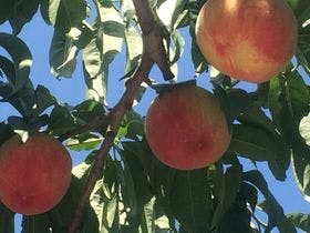 リゾートハウス鶏冠荘