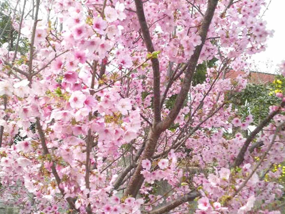 สวนของที่พัก