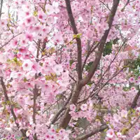 สวนของที่พัก