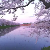 ・ソメイヨシノ