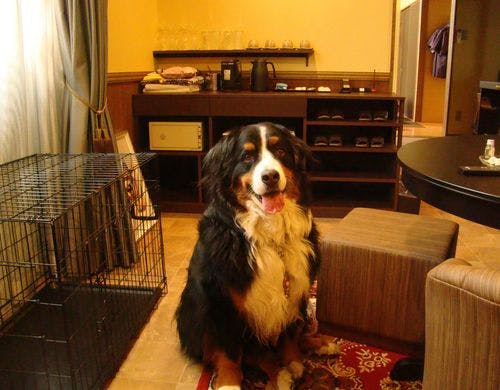 ほたるものんびり過ごせそう