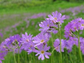 パークロッヂ関根