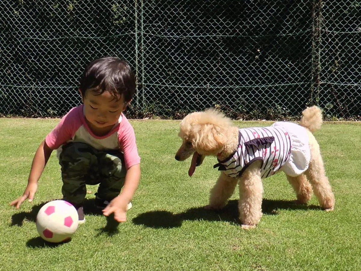 시설: 넓은 도그런