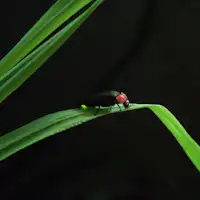 หิ่งห้อย