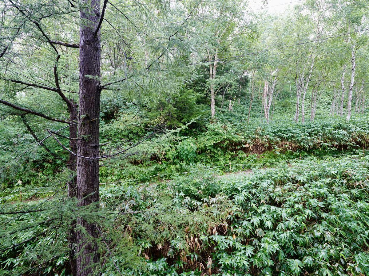 Shiga Kogen Ishi no Yu Onsen Ishi no Yu Lodge