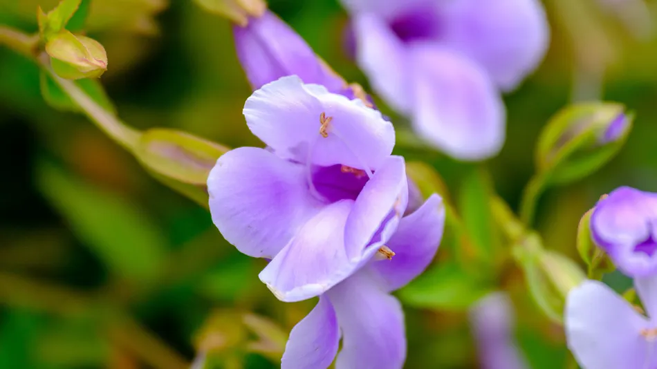 Kyoto Tanba Villa Ashitani