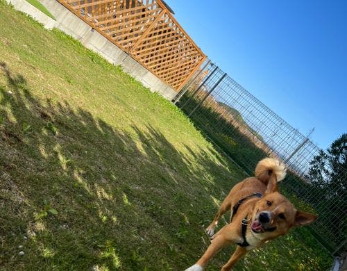 皐月2-106号棟ドッグラン