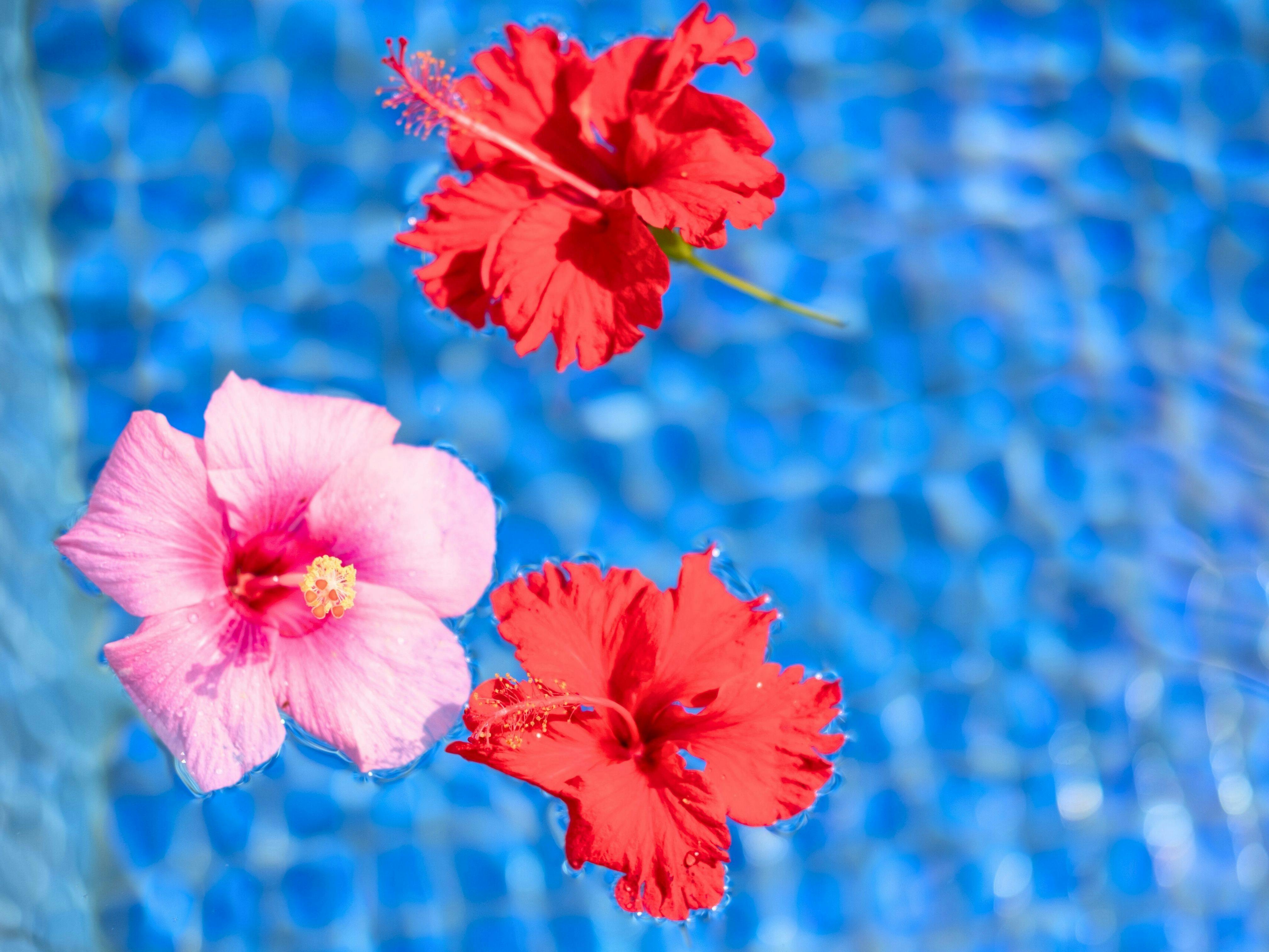 Kembang sepatu tropis