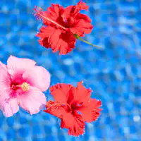 Kembang sepatu tropis