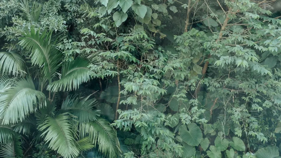 MANANI