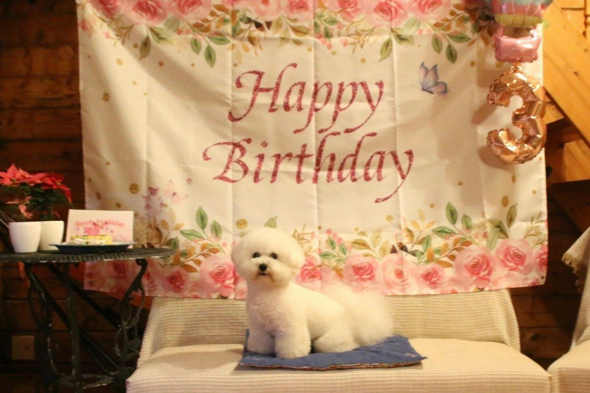 Dog Cottage D-99