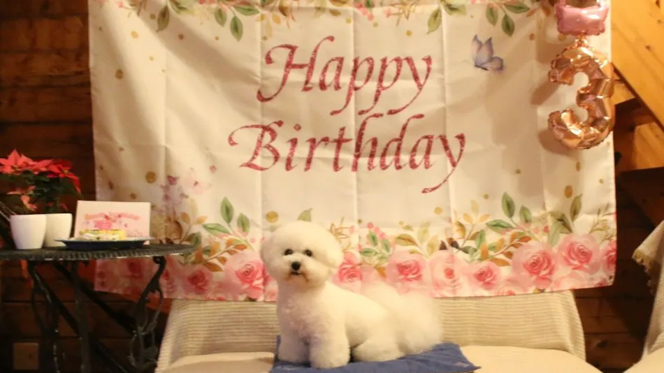 Dog Cottage D-99