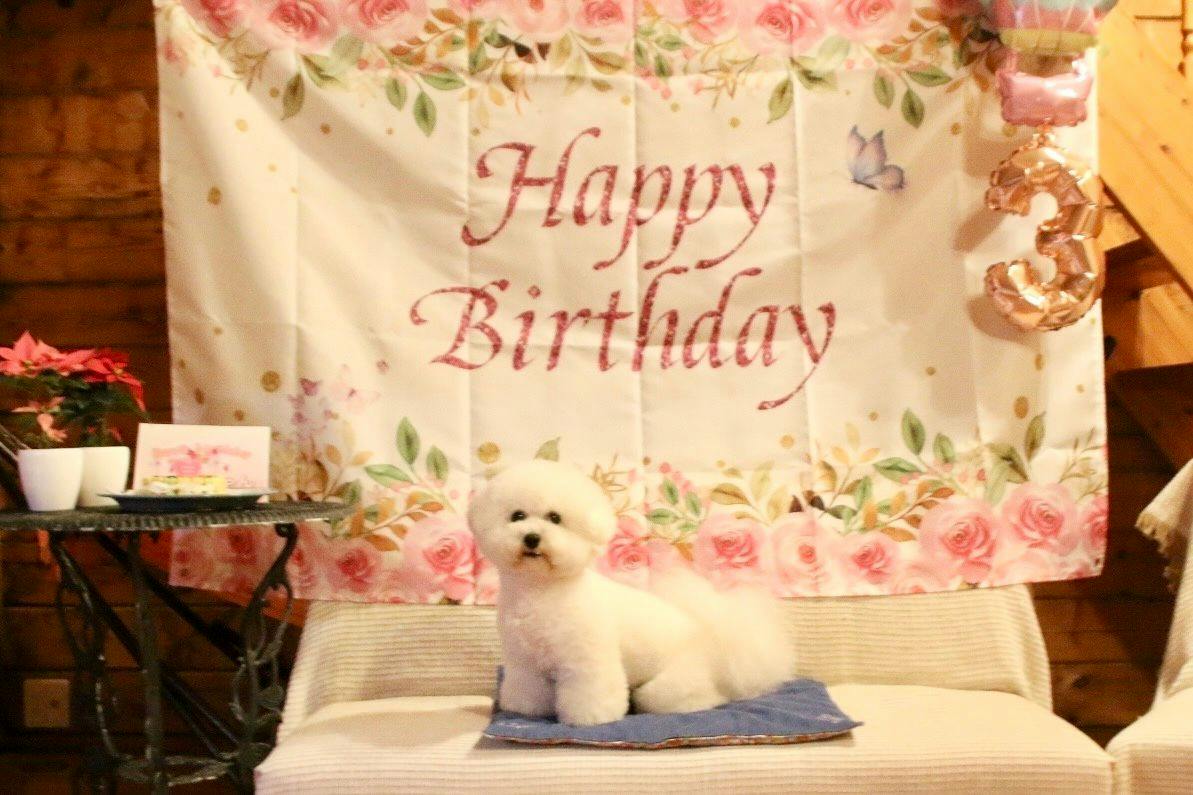 Dog Cottage D-99