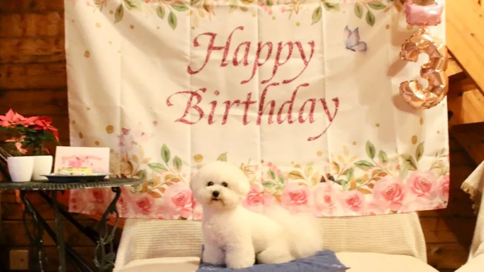 Dog Cottage D-99